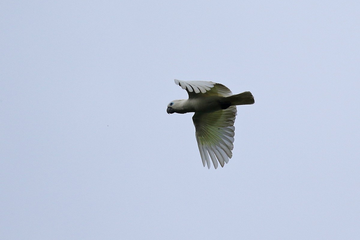 Blue-eyed Cockatoo - ML281056741