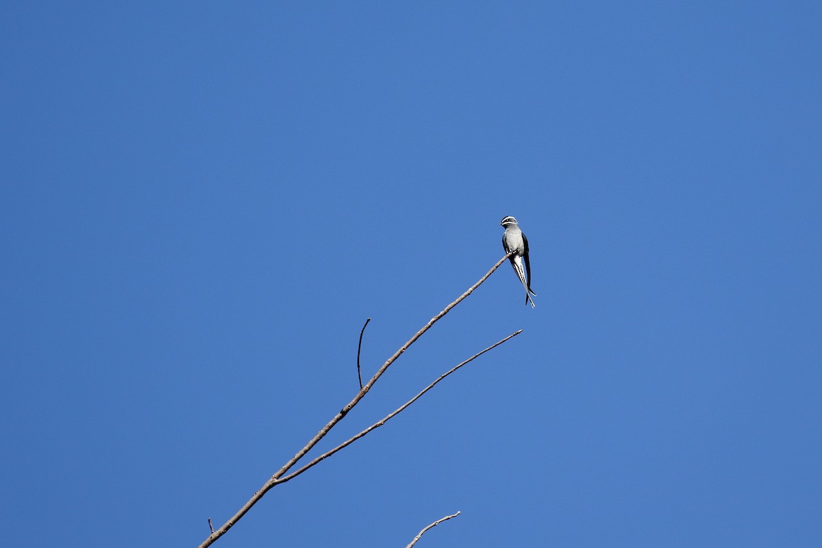 Moustached Treeswift - ML281056871