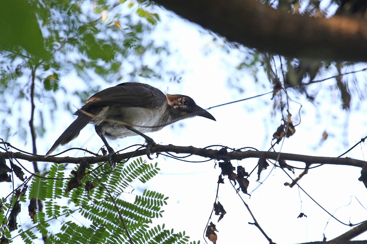 New Britain Friarbird - ML281057041