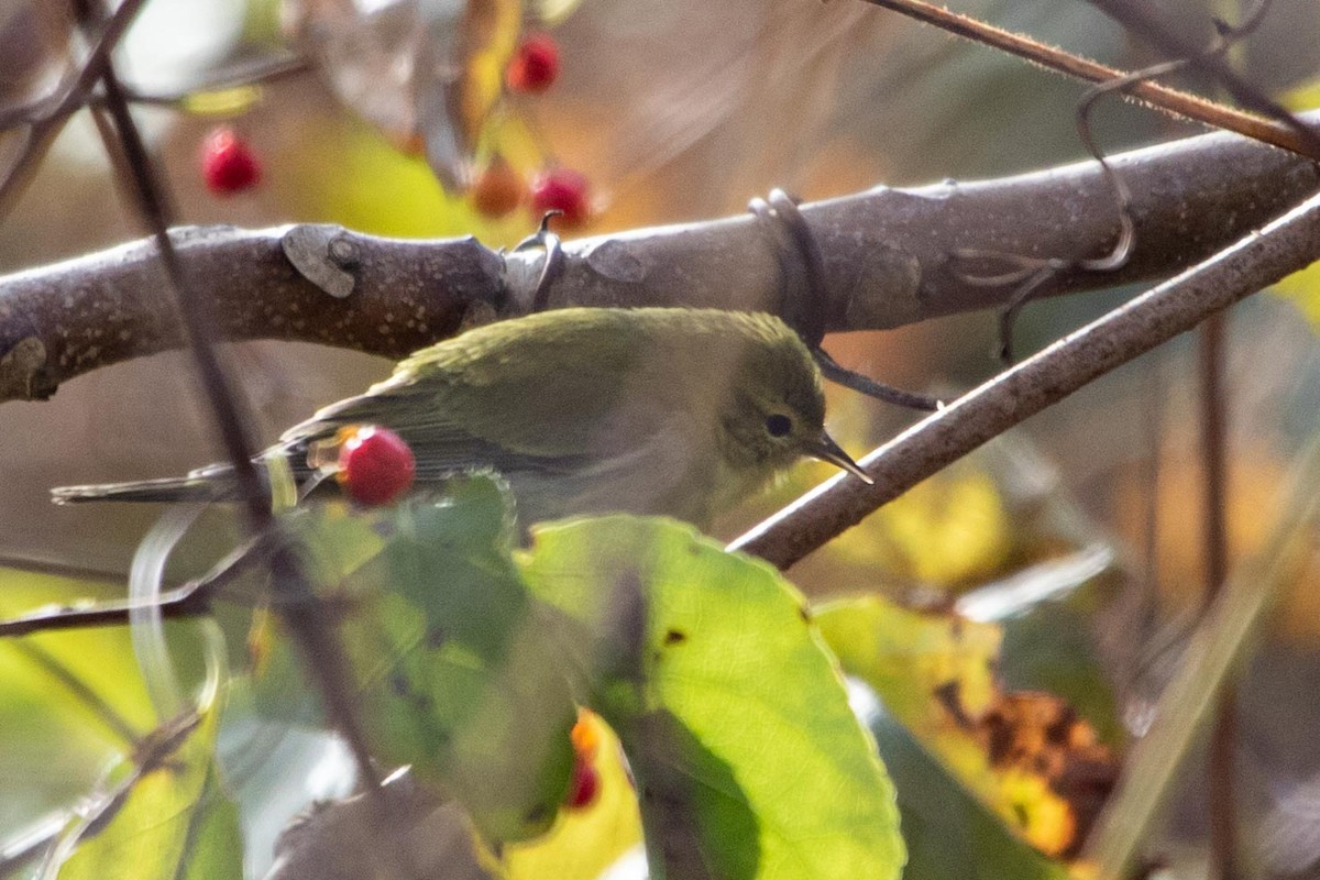Tennessee Warbler - ML281057121