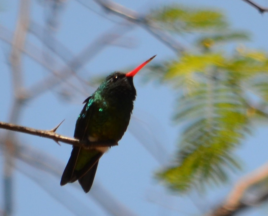 kolibřík lesklobřichý - ML281057731