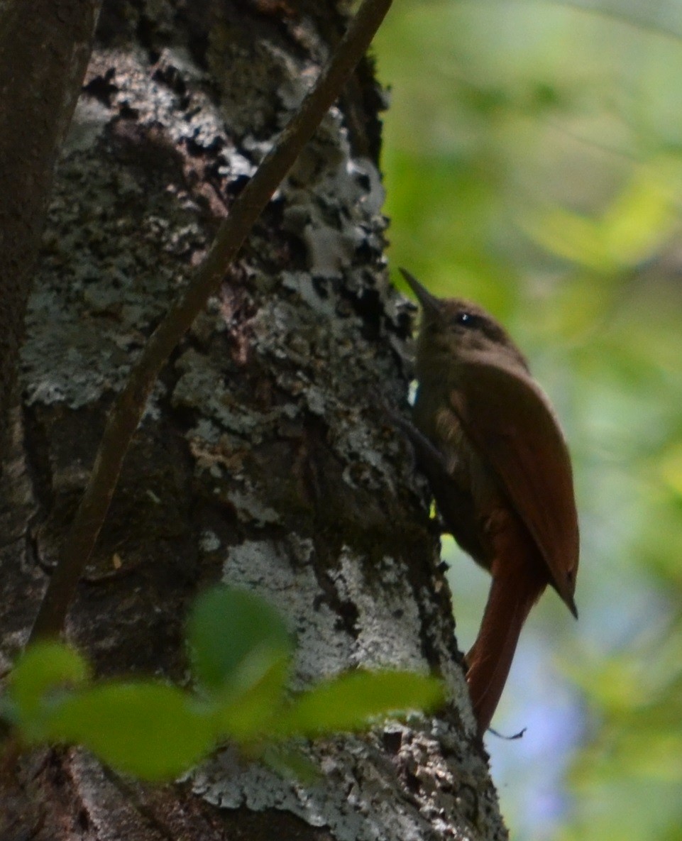 Olivaceous Woodcreeper - ML281057981