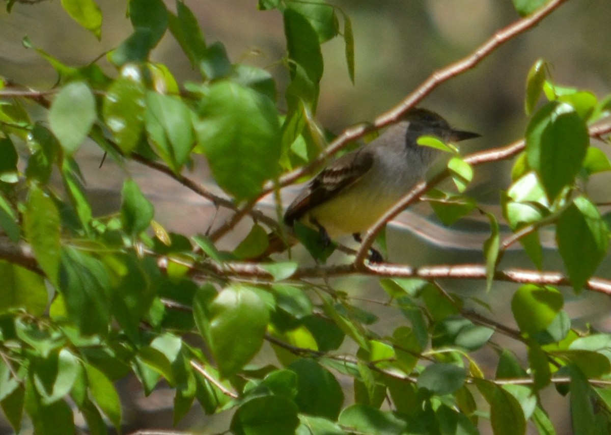 Brown-crested Flycatcher - ML281058031