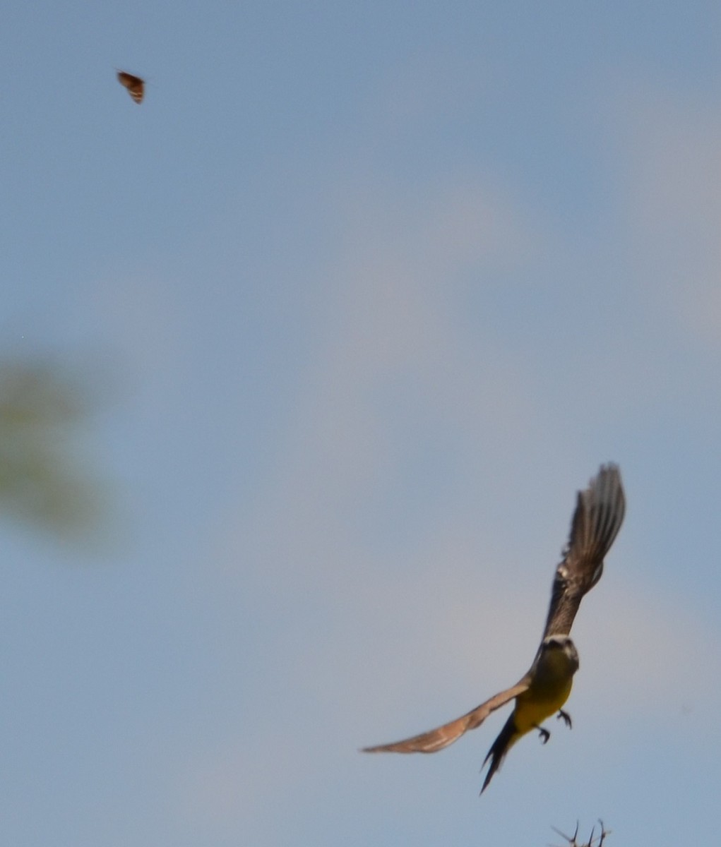 Tropical Kingbird - ML281058091