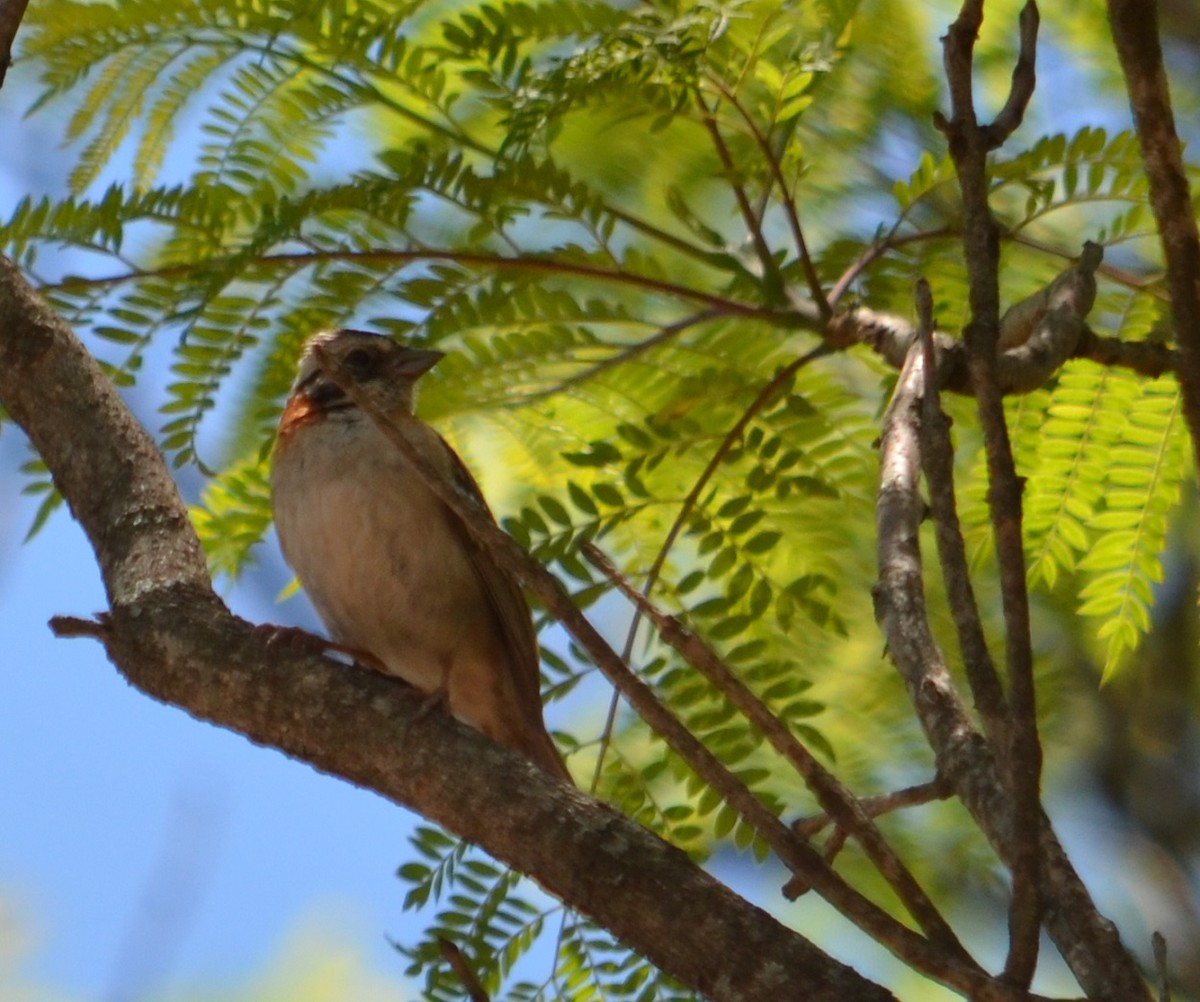 Rufous-collared Sparrow - ML281058181