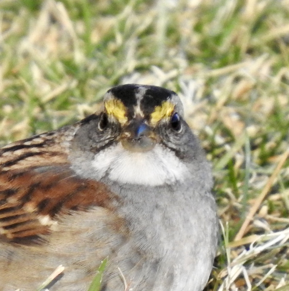 White-throated Sparrow - Van Remsen