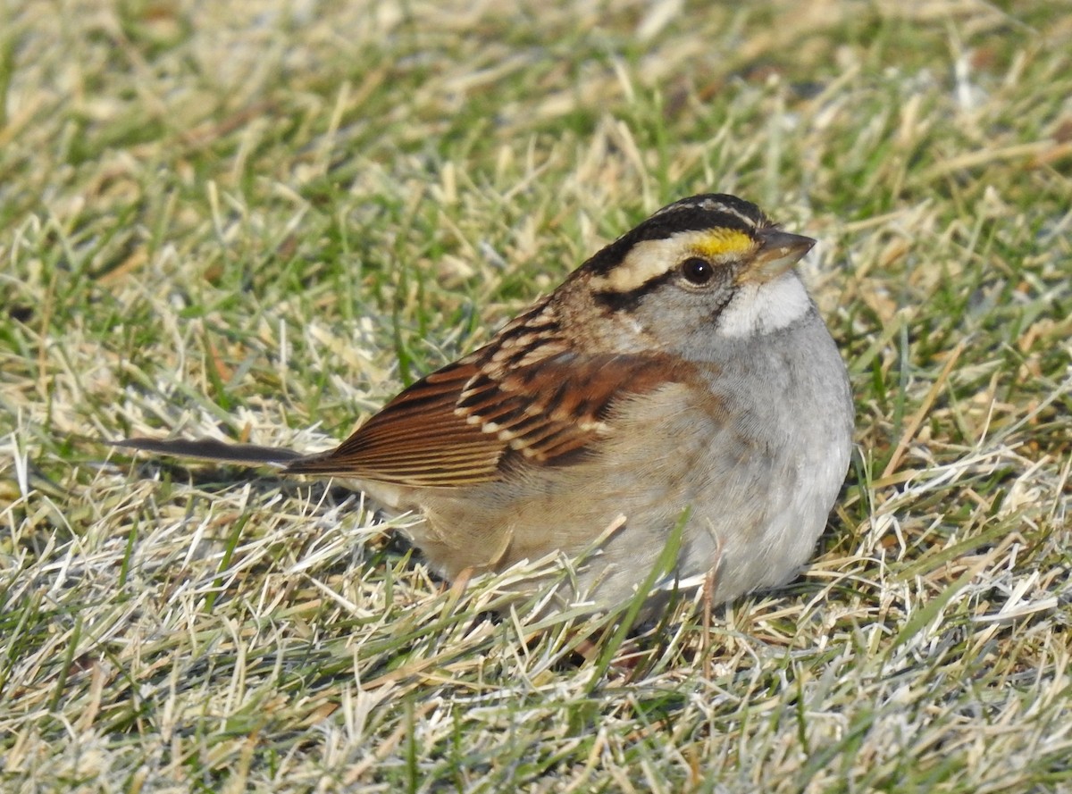 White-throated Sparrow - ML281059251