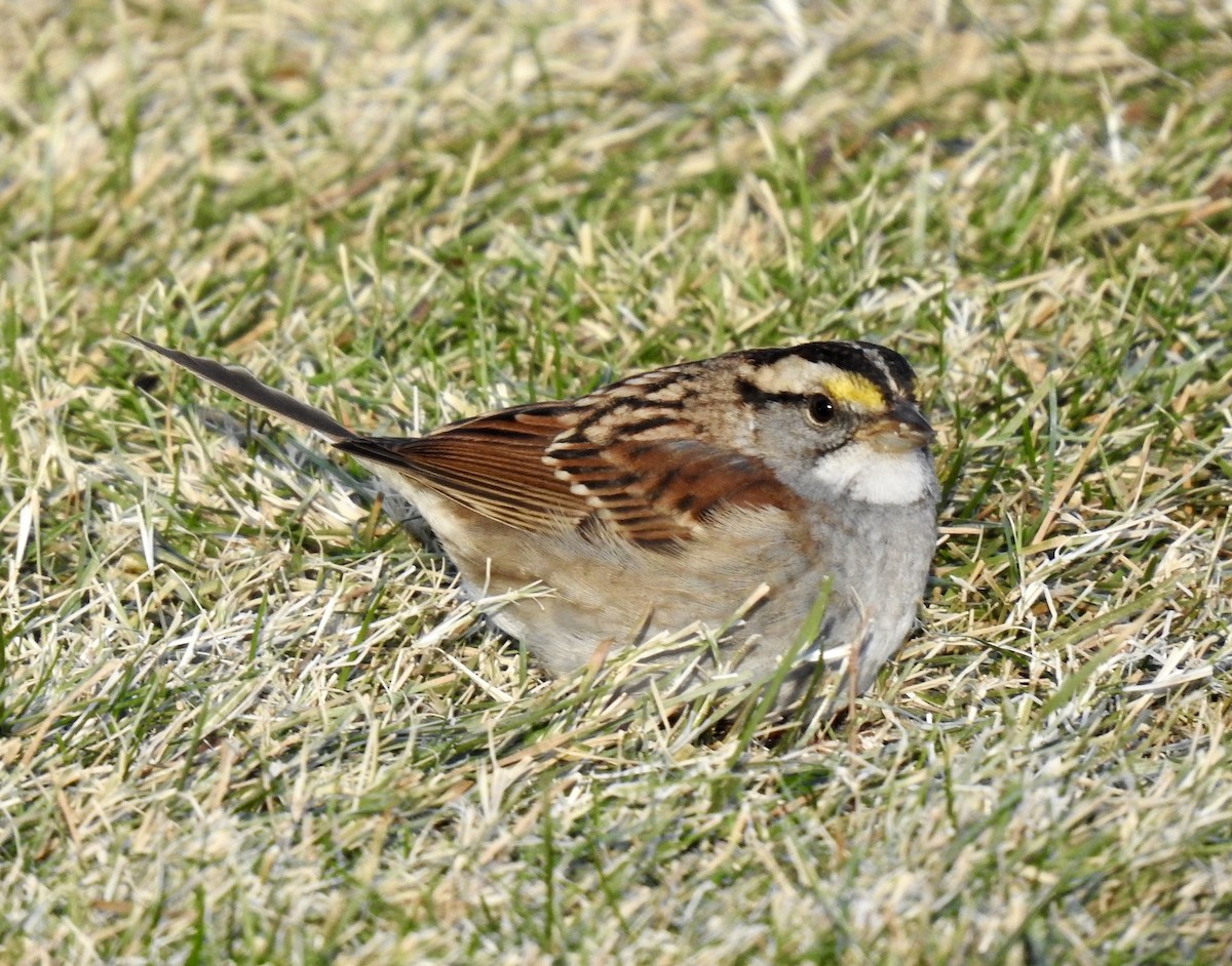 White-throated Sparrow - ML281059311