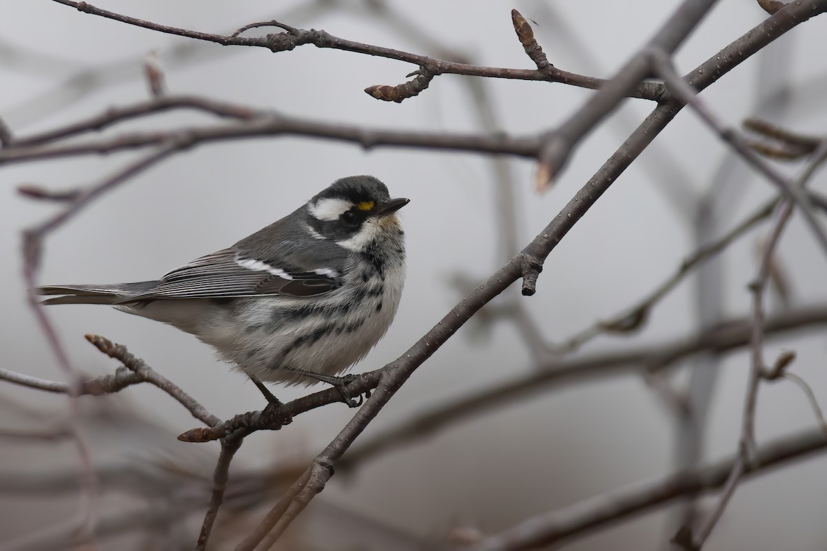 Black-throated Gray Warbler - Amanda Guercio
