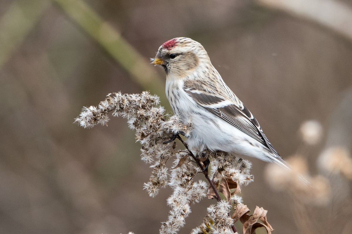 Redpoll (Hoary) - Sue Barth
