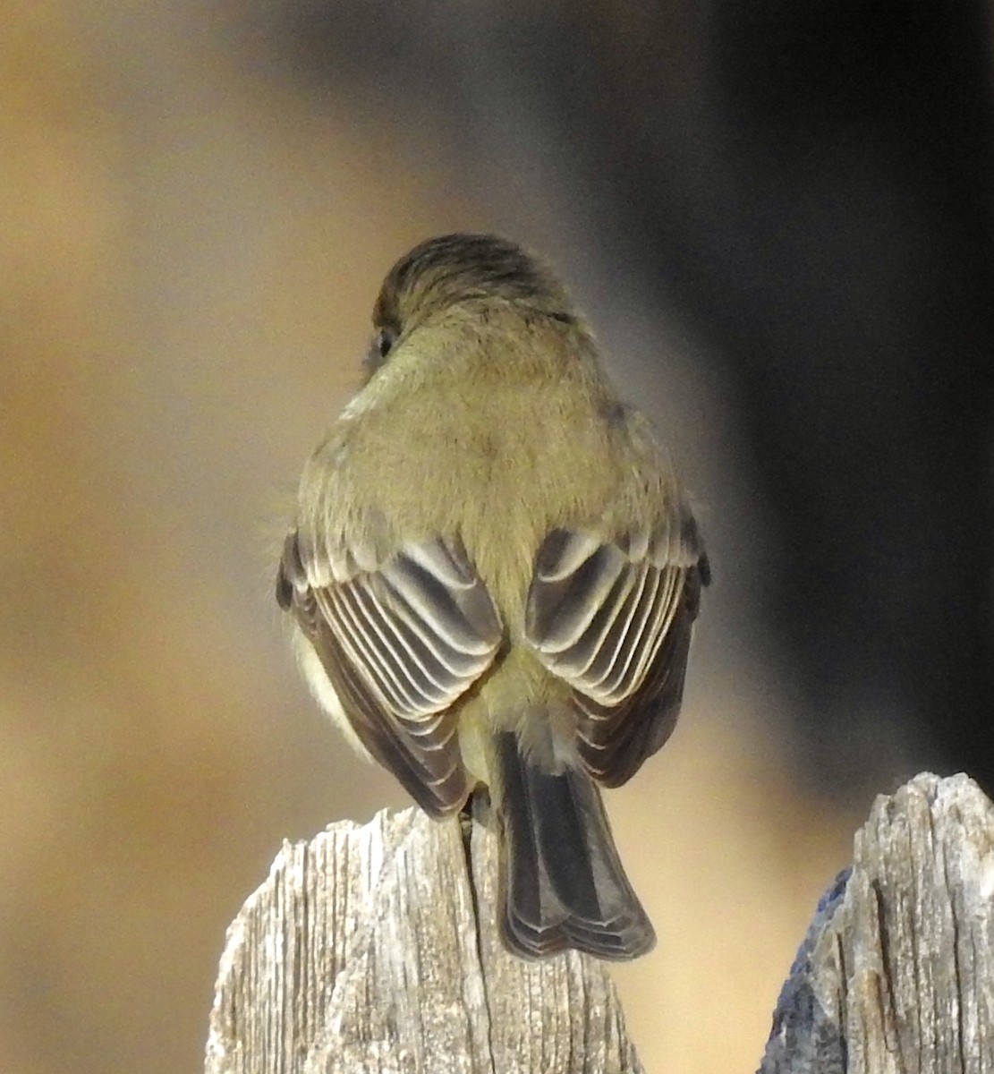 Eastern Phoebe - ML281060091