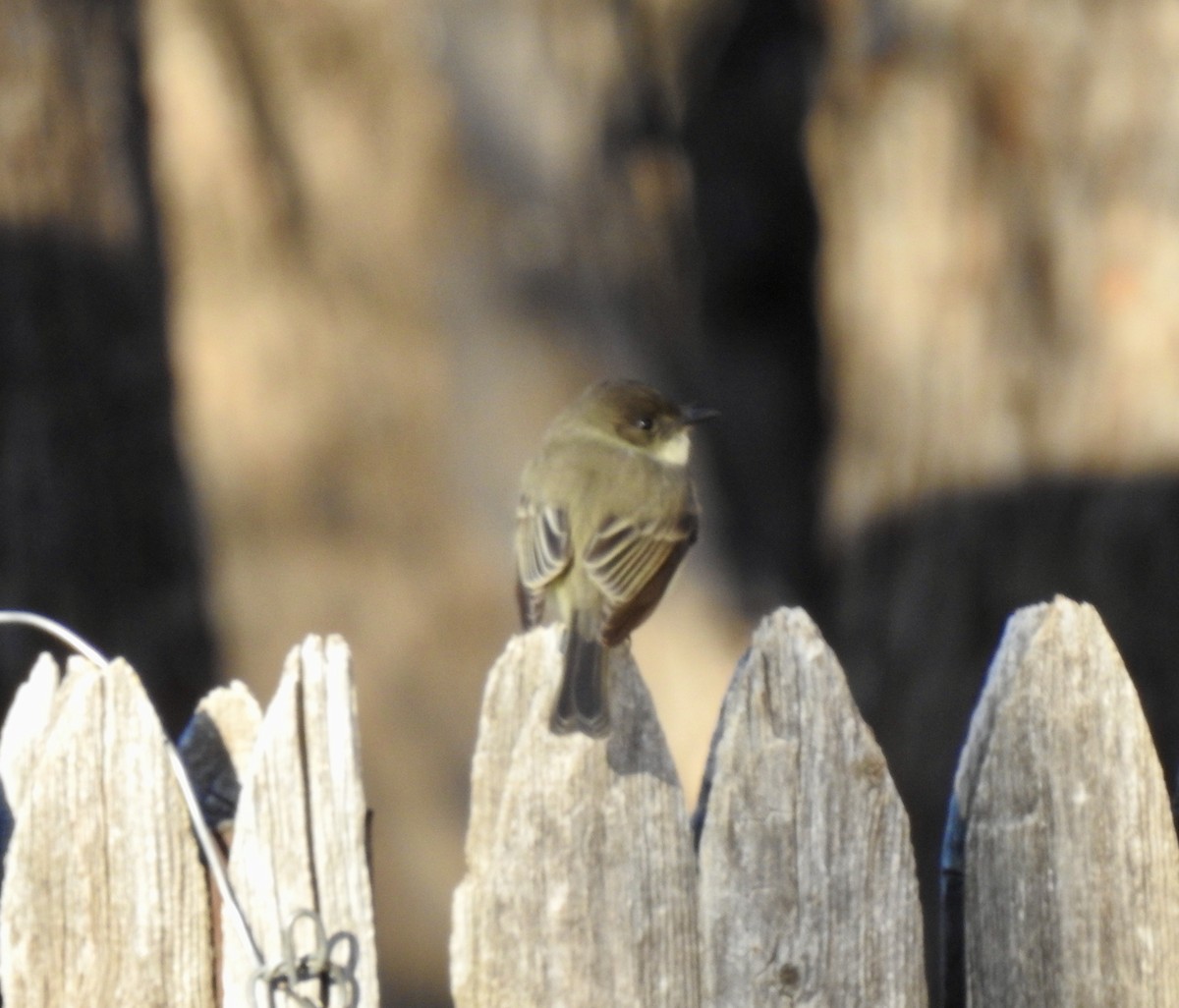 Eastern Phoebe - ML281060121