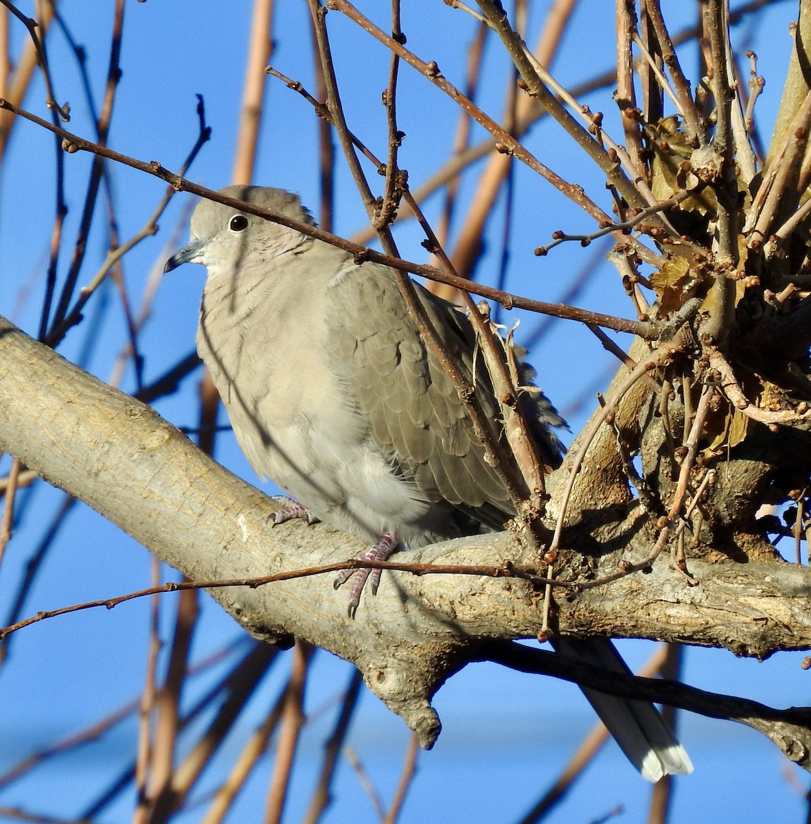 Eurasian Collared-Dove - ML281061681