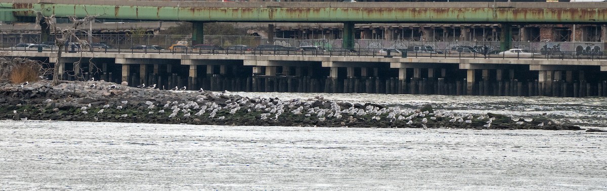 Great Black-backed Gull - ML281063101