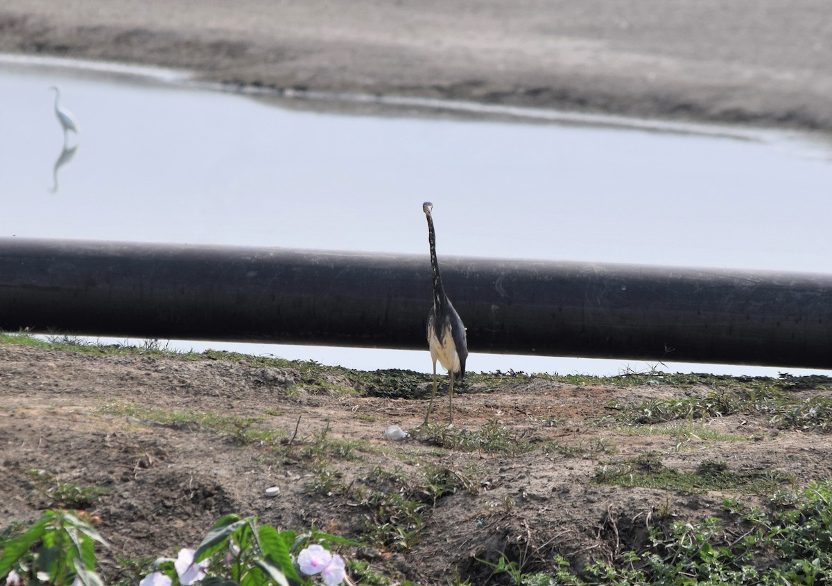 Tricolored Heron - ML281065711