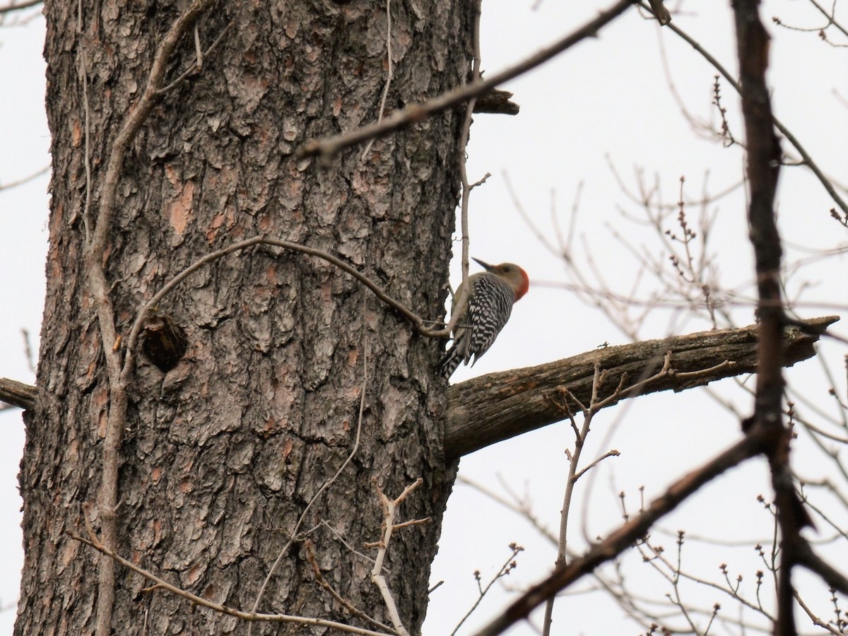 Red-bellied Woodpecker - ML281068181