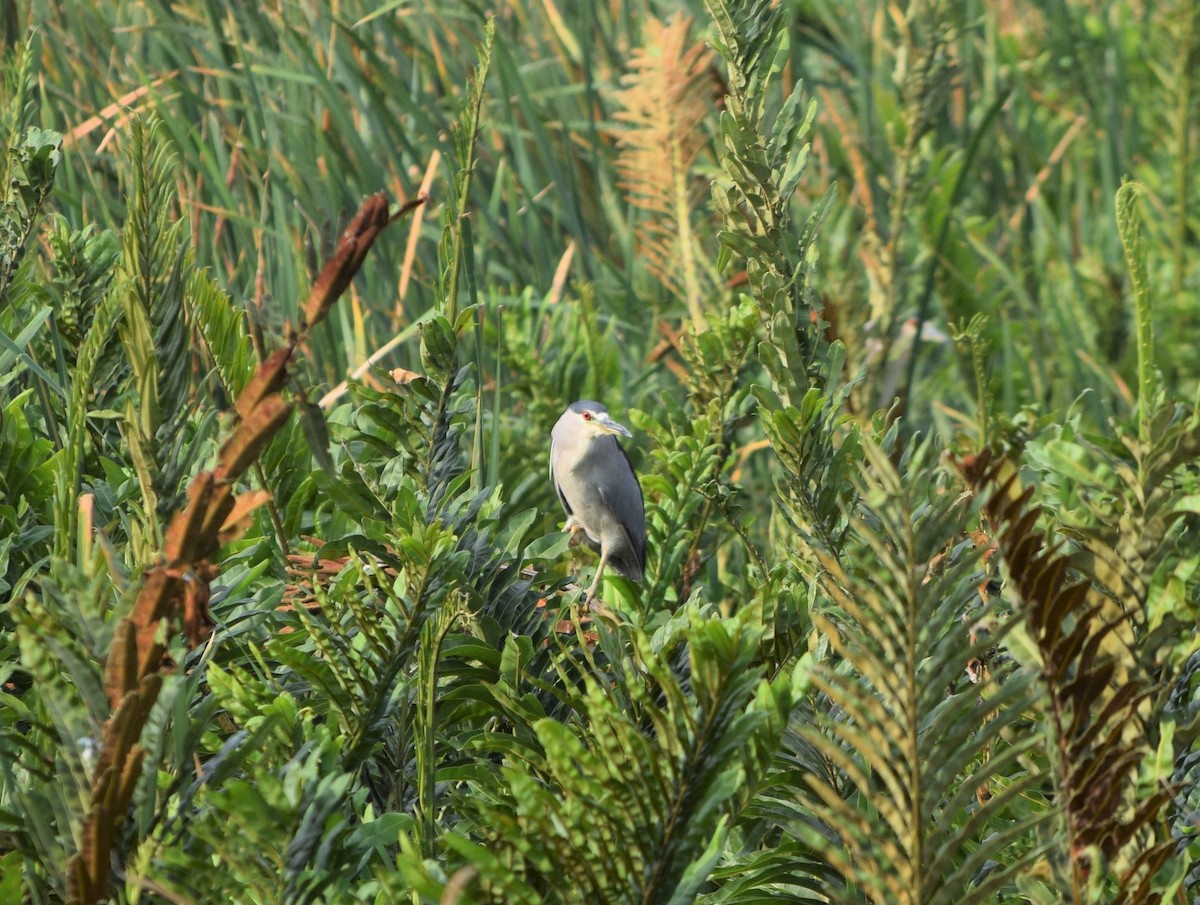 Black-crowned Night Heron - ML281068741