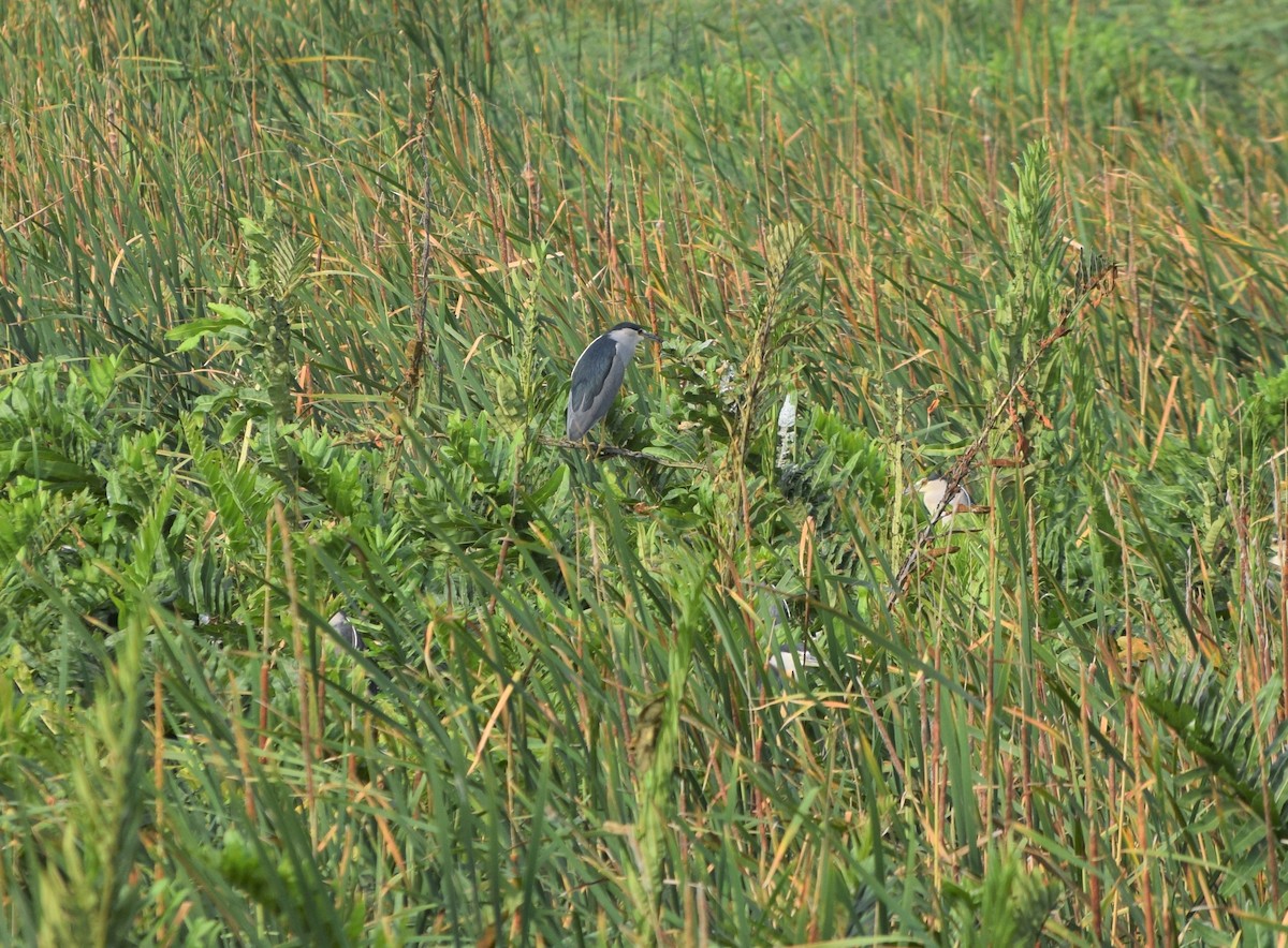 Black-crowned Night Heron - ML281068751