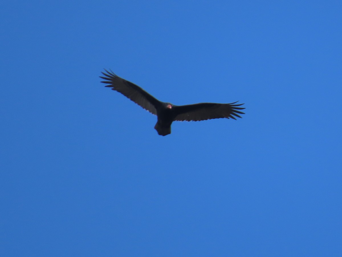 Turkey Vulture - ML281069621