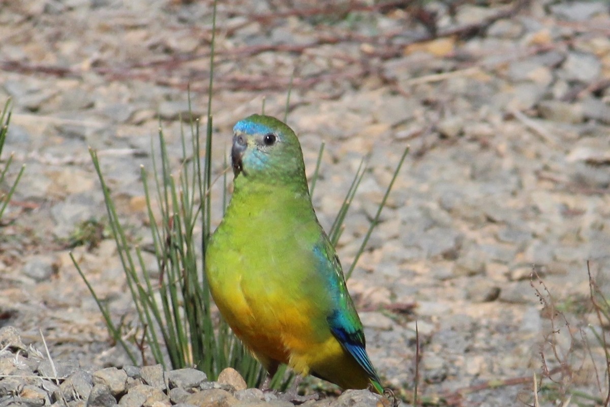 Turquoise Parrot - ML28107061