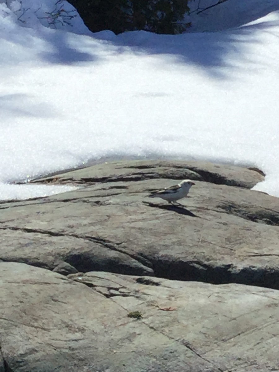 Snow Bunting - ML28107091