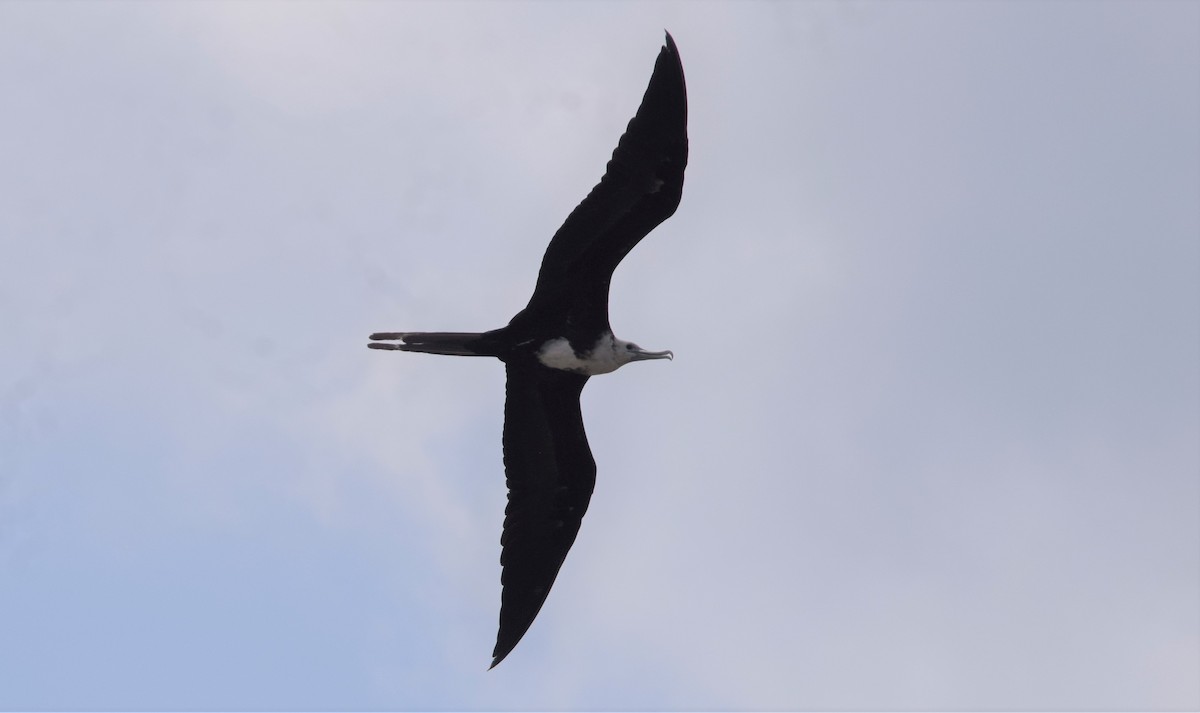 Magnificent Frigatebird - ML281071051