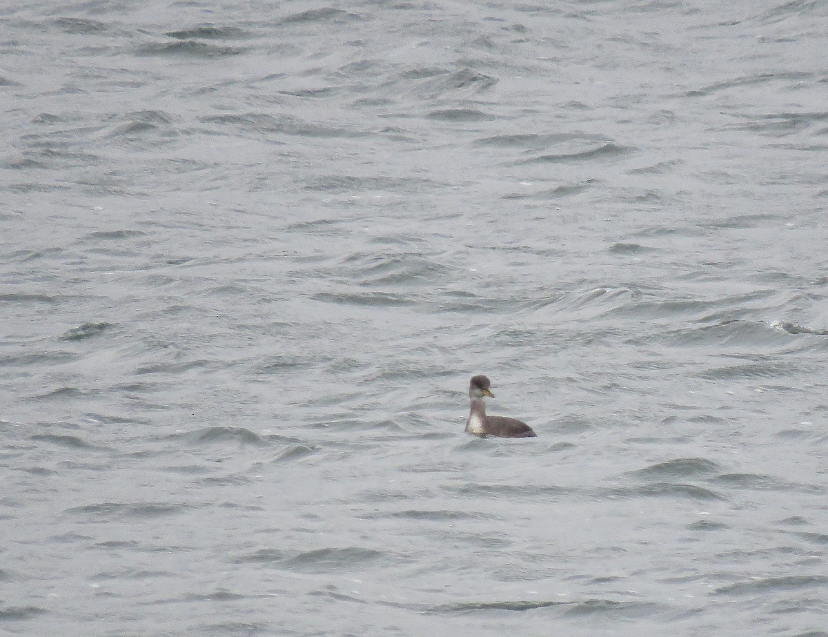 Red-necked Grebe - ML281071751