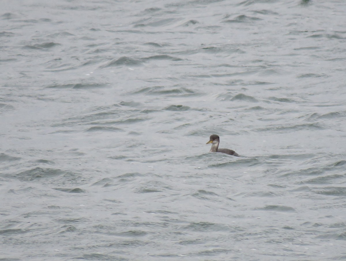 Red-necked Grebe - ML281071821