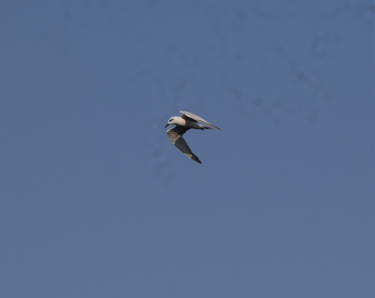 Gull-billed Tern - ML281071981