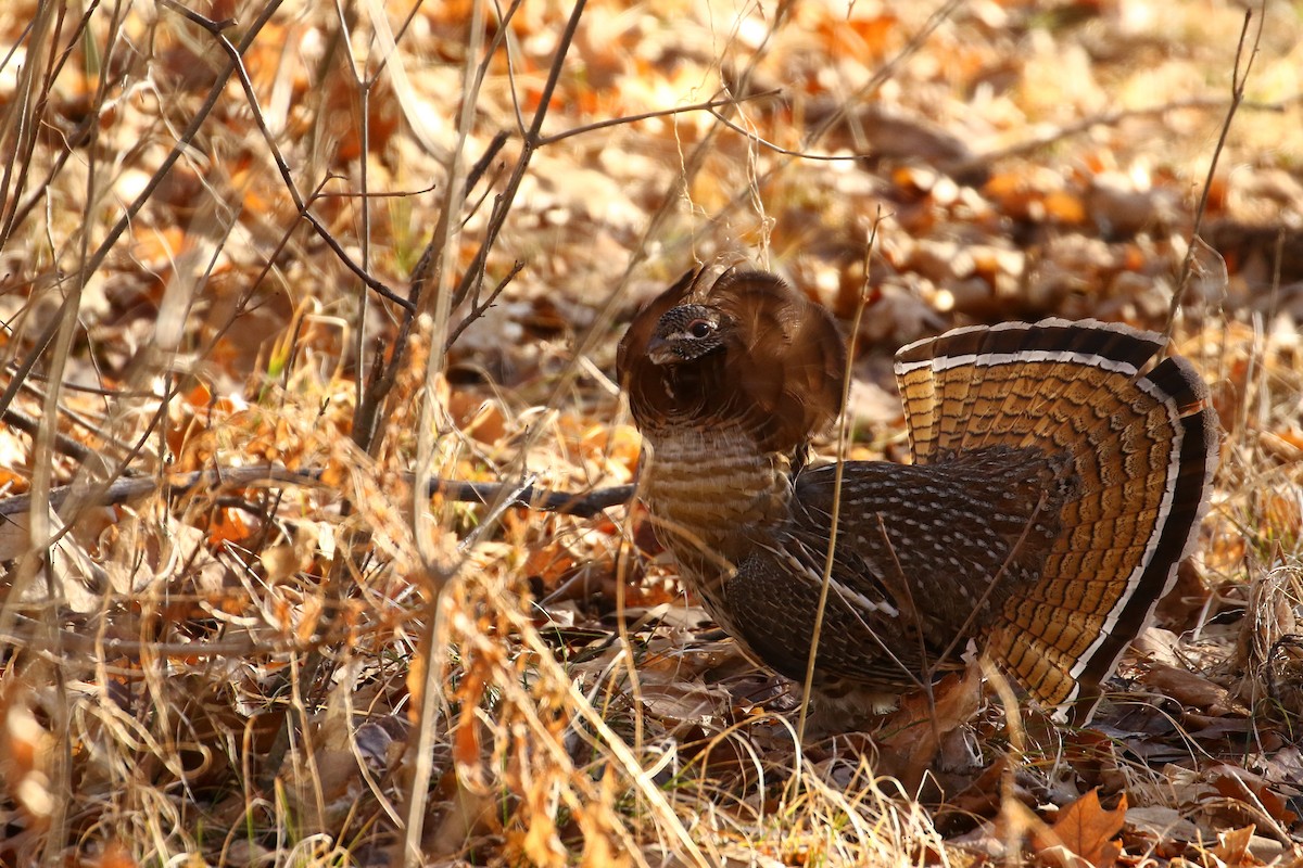 Ruffed Grouse - ML281072001