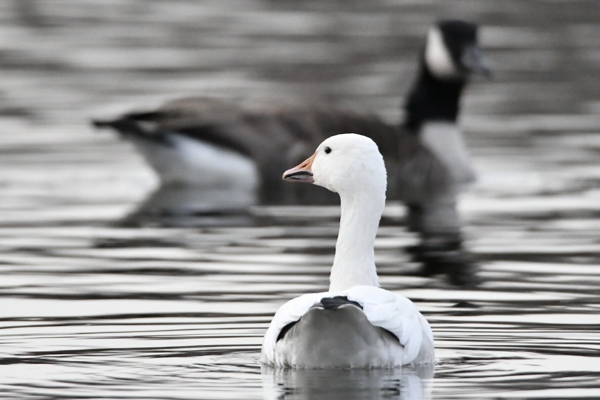 Snow Goose - ML281072671