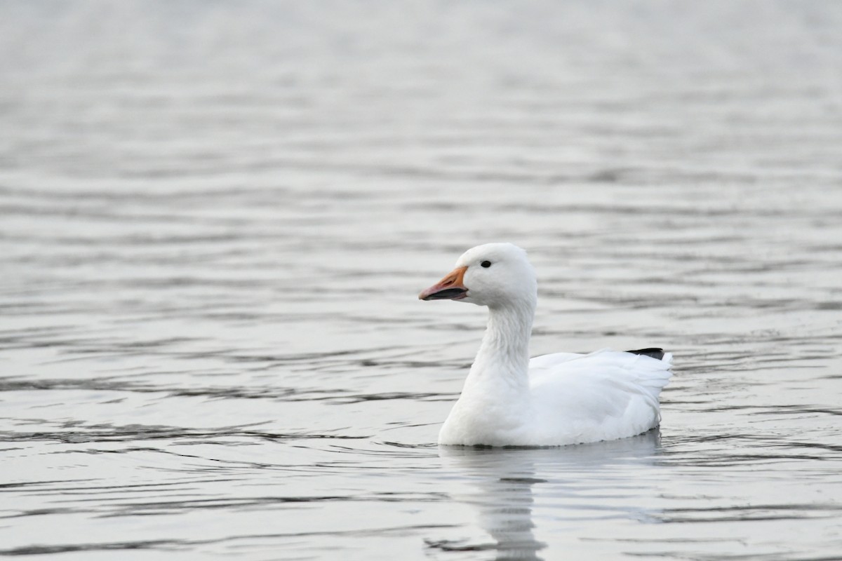 Snow Goose - ML281072801