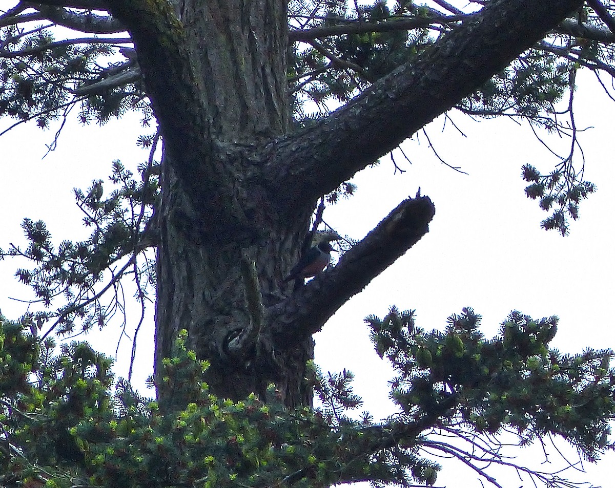 Lewis's Woodpecker - ML28107281