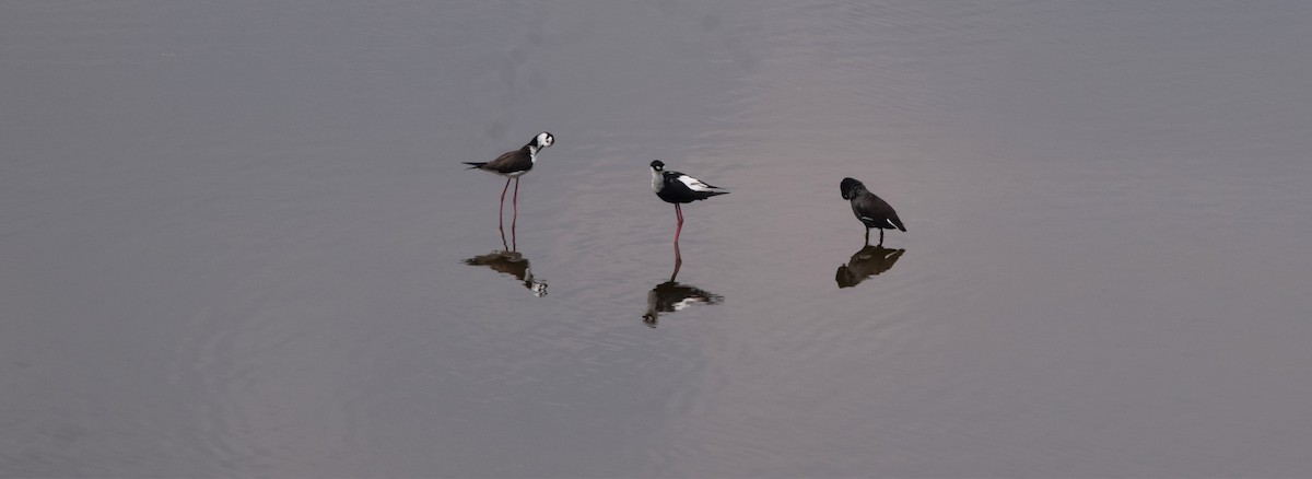 Black-necked Stilt - ML281072941