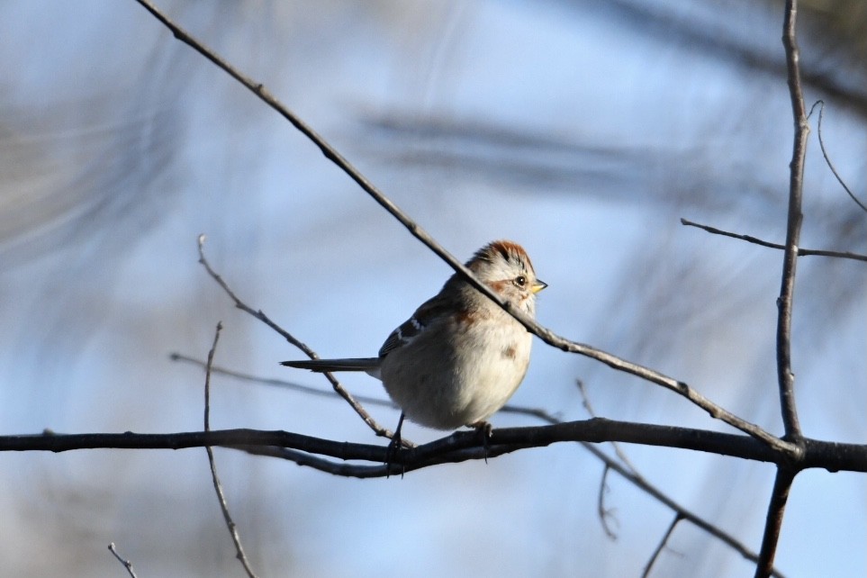 American Tree Sparrow - Anita  Spencer