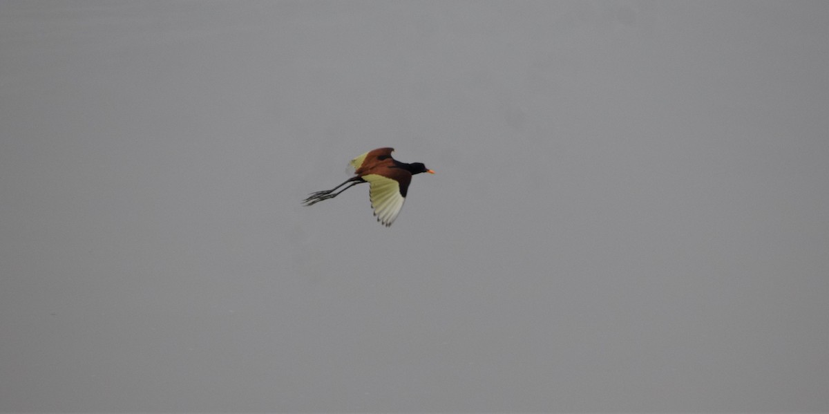 Wattled Jacana - ML281075011