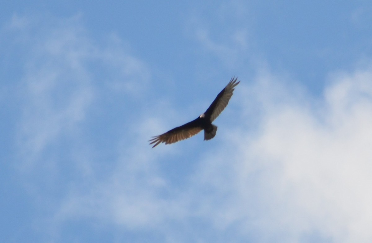 Turkey Vulture - ML281075671