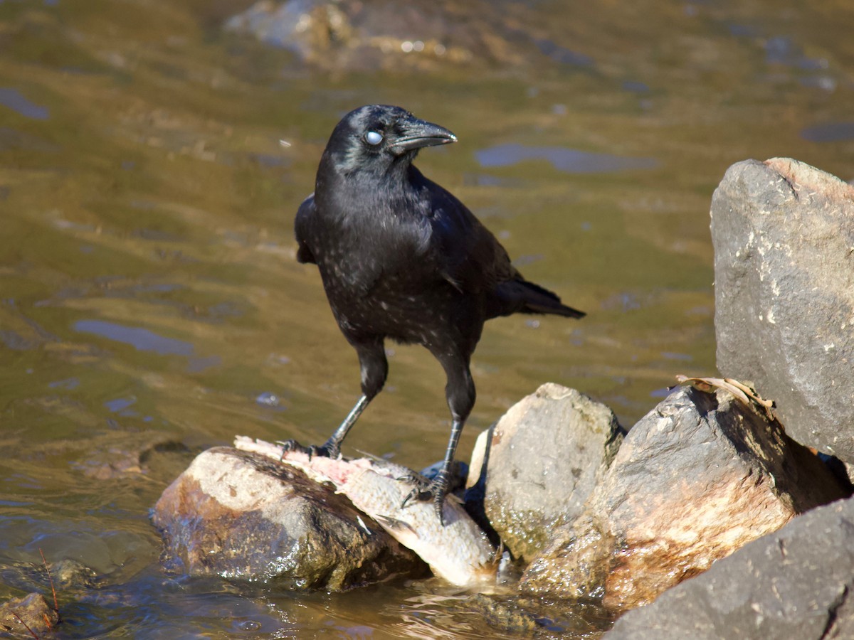 American Crow - Jin Bai