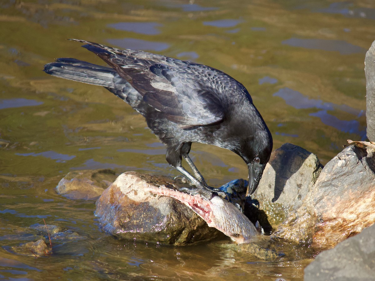 American Crow - Jin Bai