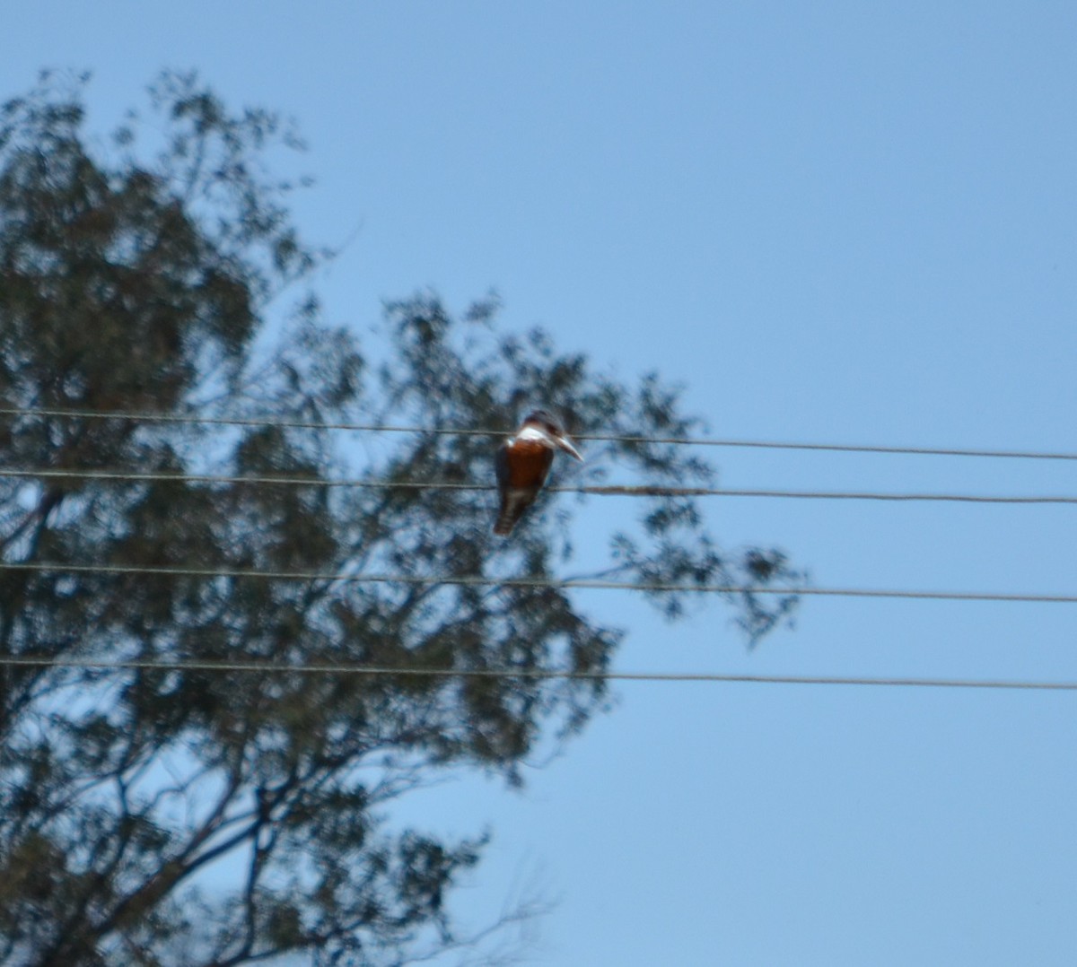 Ringed Kingfisher - ML281078341