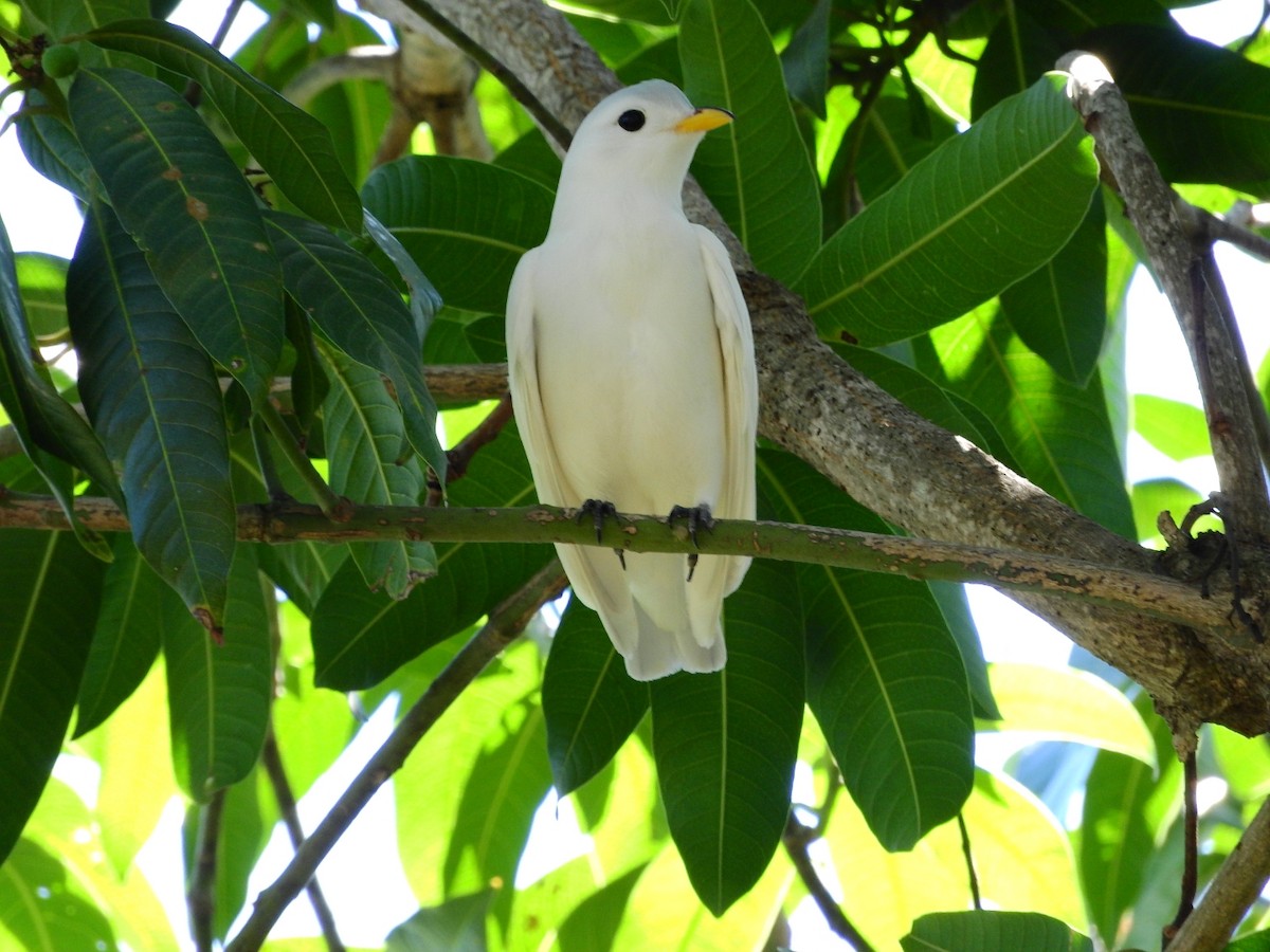 Yellow-billed Cotinga - Jose Bolaños