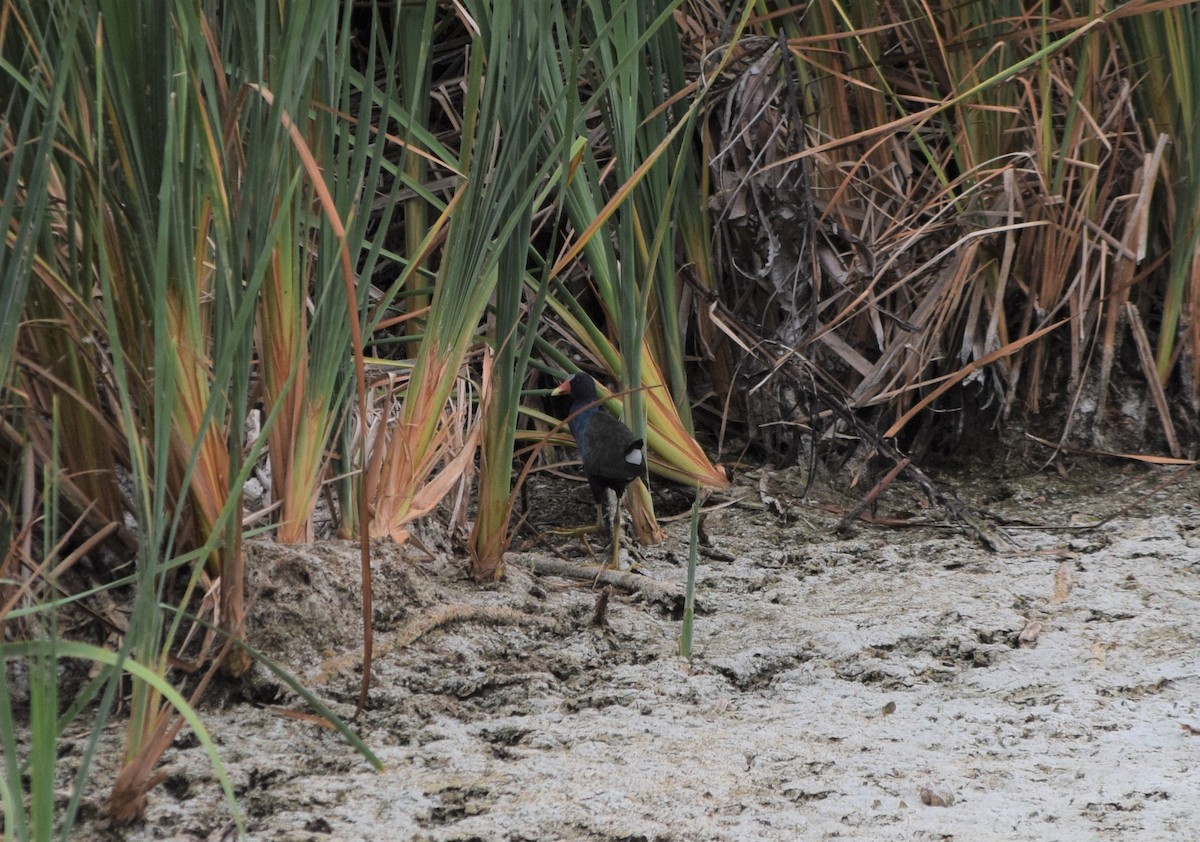 Purple Gallinule - ML281078631