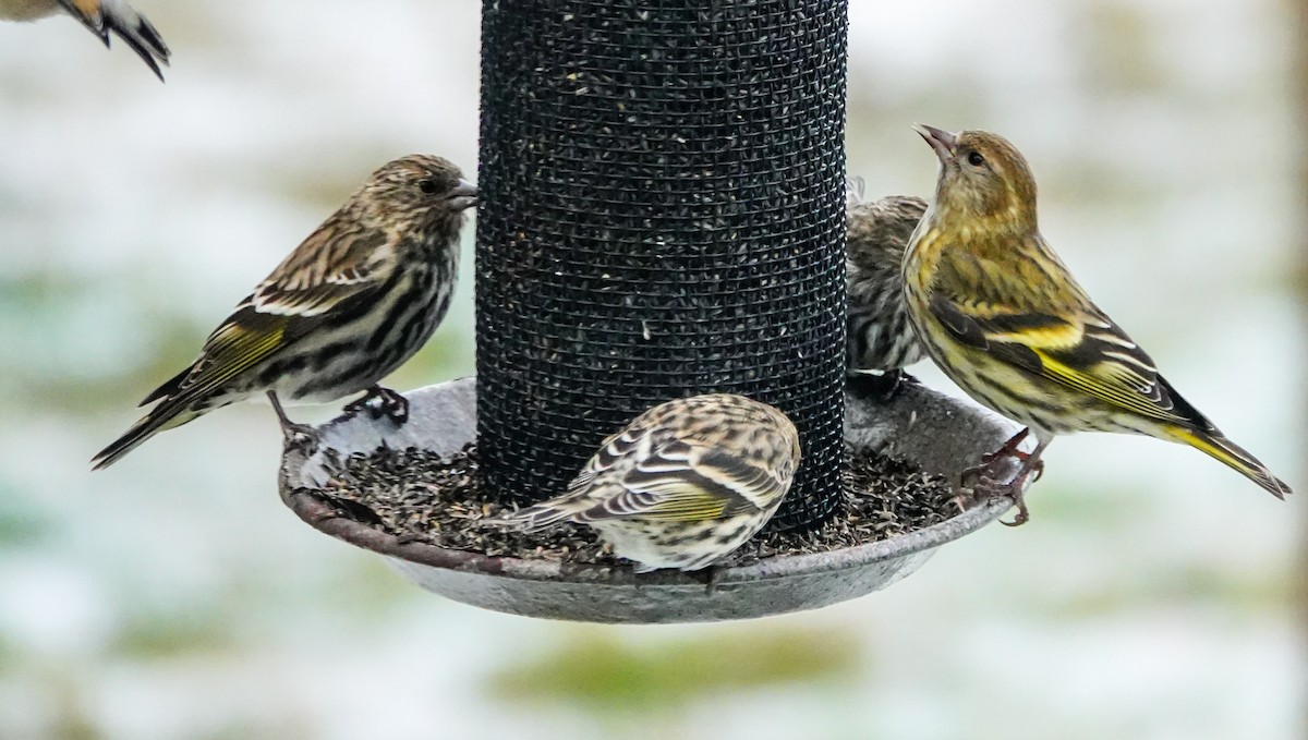 Pine Siskin (green morph) - Gale VerHague
