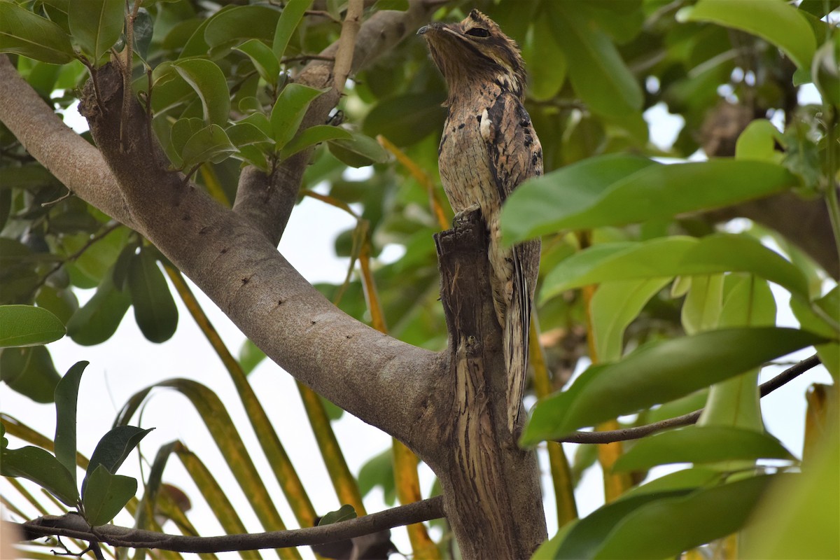 Common Potoo - Anonymous