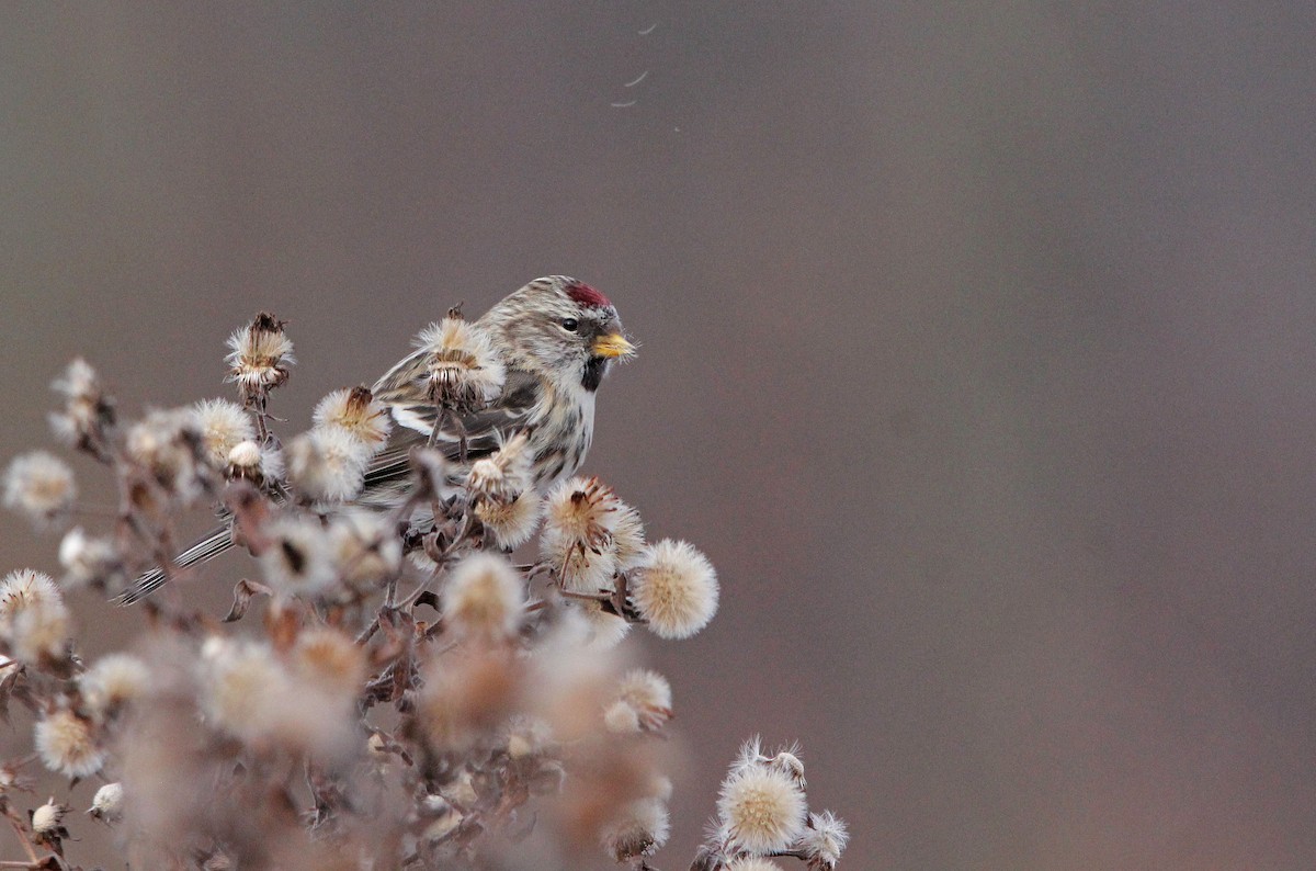 Redpoll (Common) - ML281084481