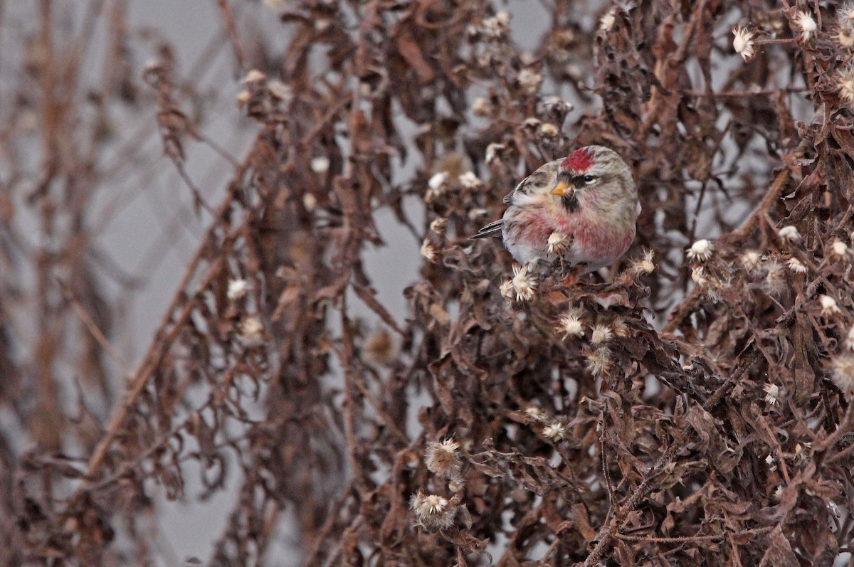 Redpoll (Common) - ML281084541
