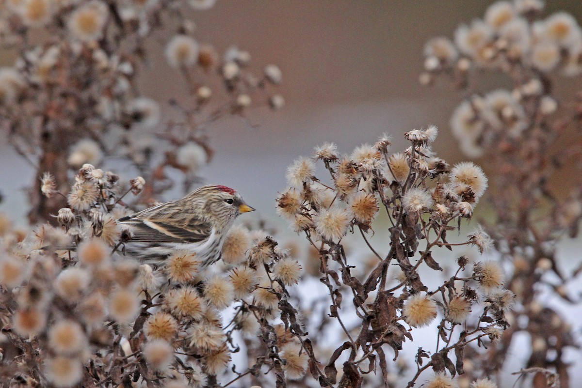 Redpoll (Common) - ML281084571