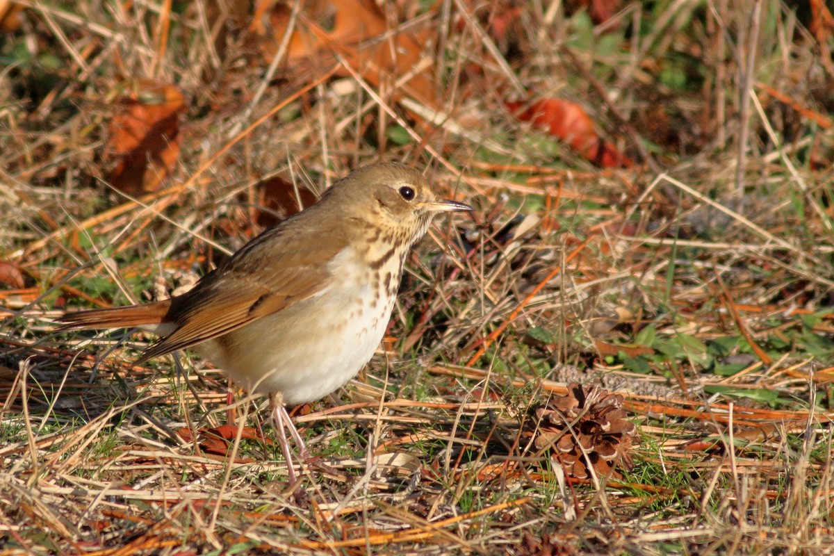 Hermit Thrush - ML281087161