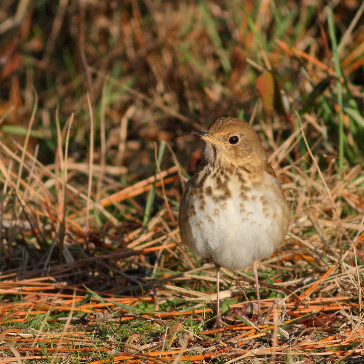 Hermit Thrush - ML281087381