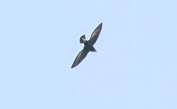Silver-backed Needletail - ML281088881